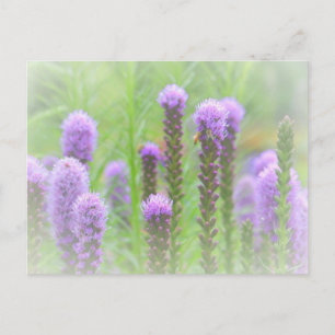 Carte Postale Floral pourpre