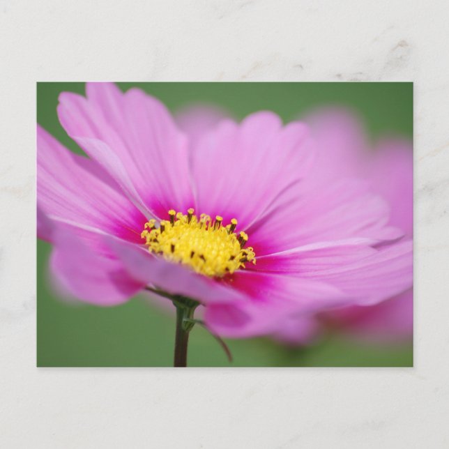 Carte Postale Floral rose (Devant)