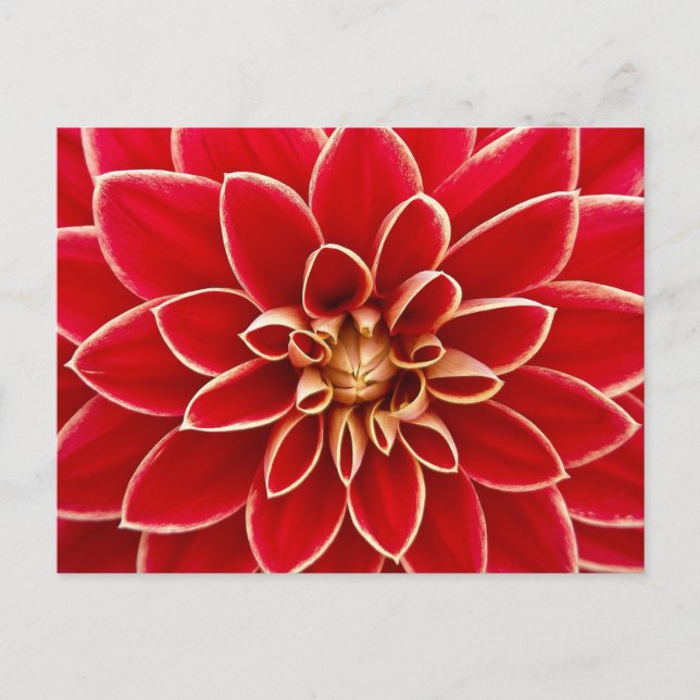 Carte postale Floral Rouge (Devant)