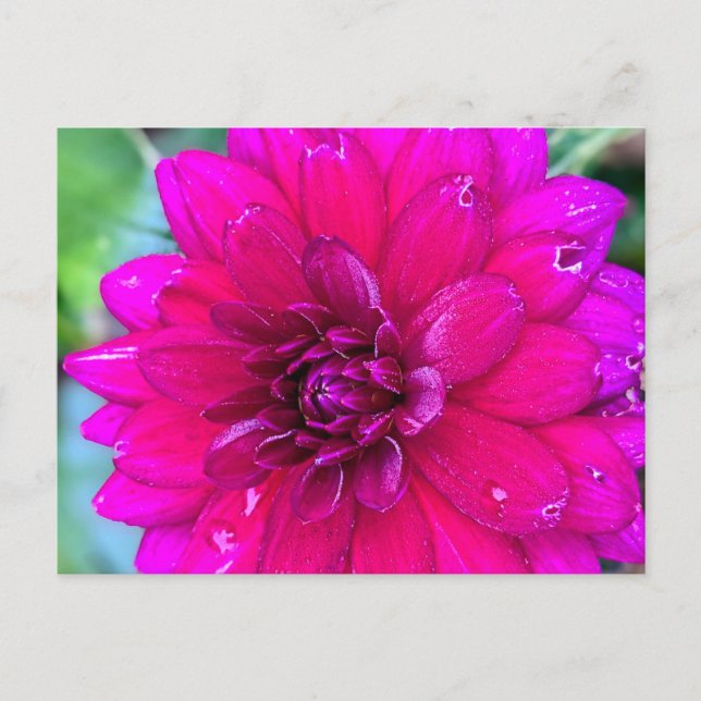 Carte postale florale (Devant)