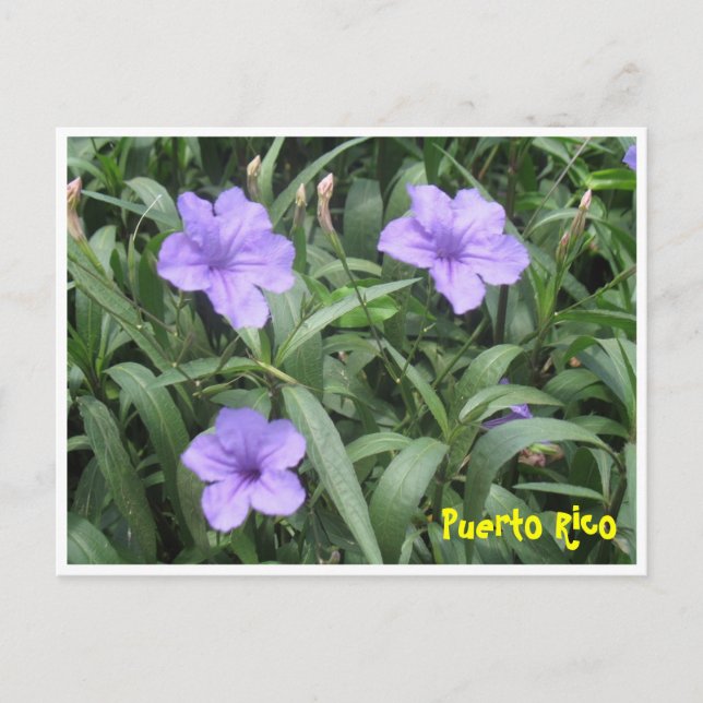 Carte postale florale (Devant)