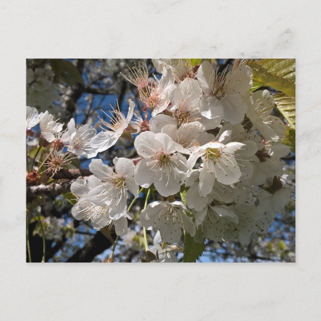 Carte postale florale aux fleurs blanches (Devant)