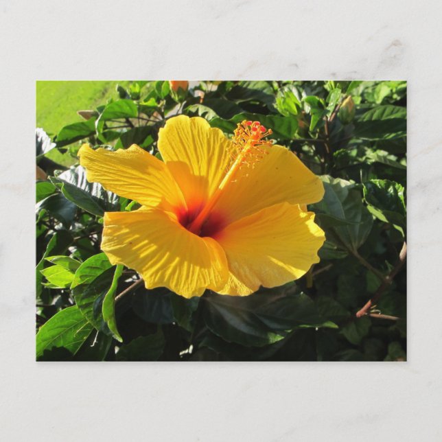 Carte postale florale de fleur d'hibiscus jaune (Devant)