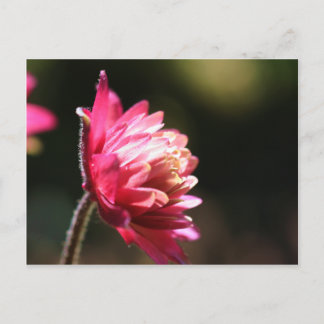 Carte postale florale de lumière du soleil rouge