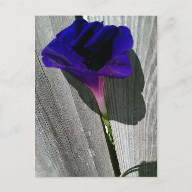 Carte postale florale jolie (Devant)