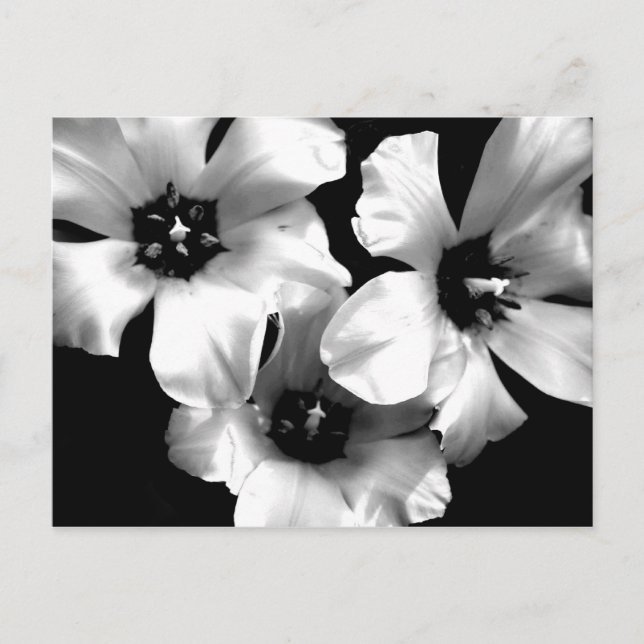 Carte postale Florale noire et blanche (Devant)