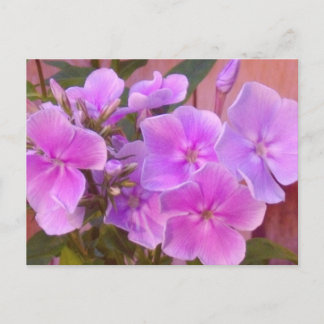 Carte postale florale Phlox