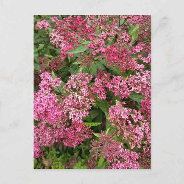 Carte postale florale rose de la nature (Devant)