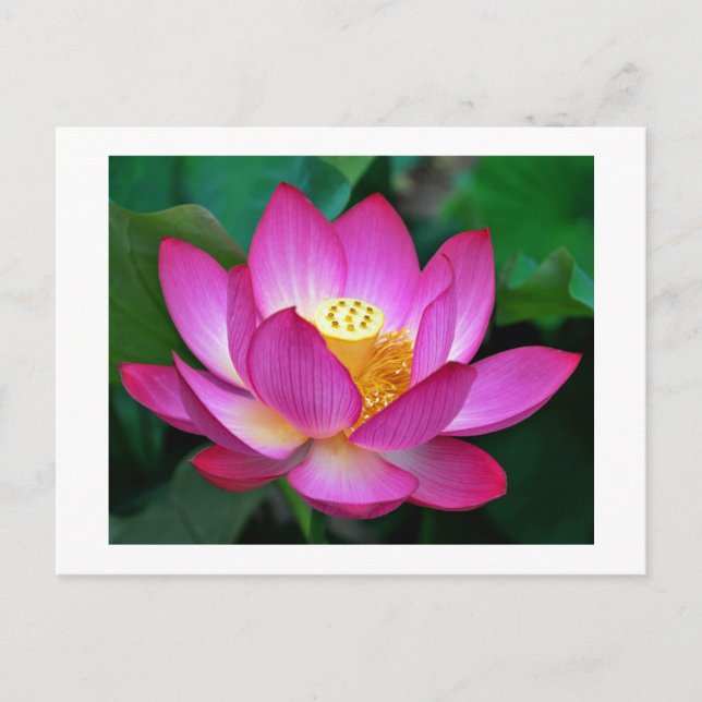Carte postale florale rose violet lotus (Devant)