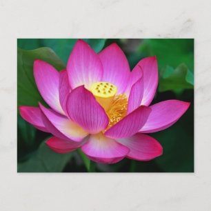 Carte postale florale rose violet lotus