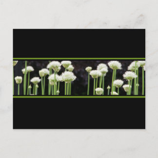 Carte Postale Florale Vert Noir Et Blanc