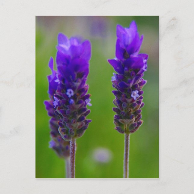 Carte Postale flore de lavande (Devant)