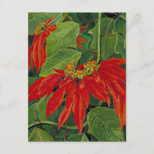 Carte Postale Flore de Pascua ou Fleur de Pâques, célèbre peintu