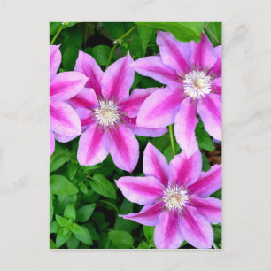 Carte Postale Flore rose sauvage Oregano verdure botanique