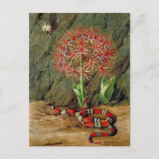 Carte Postale Flore Serpent et araignée de corail impériale