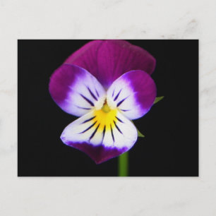 Carte Postale Flore violette pccnm