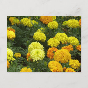 Carte Postale Flores Claveles