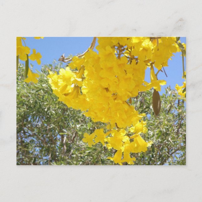 Carte Postale Flores de Porto Rico (Devant)