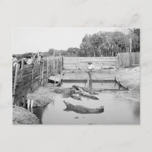 Carte Postale Florida Alligator Show, 1904 (Devant)