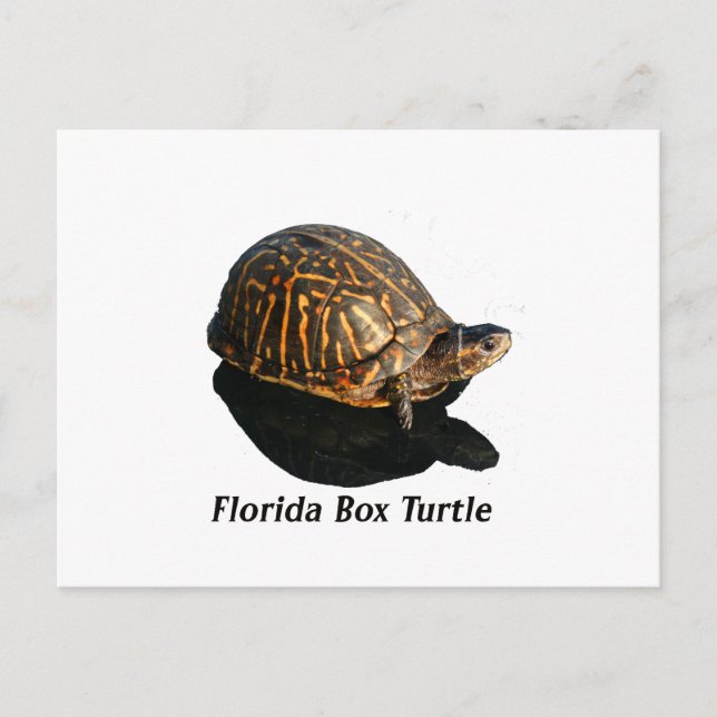 Carte Postale Florida Box turtle Photographie w Texte (Devant)