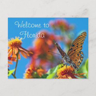 Carte postale Florida Butterly