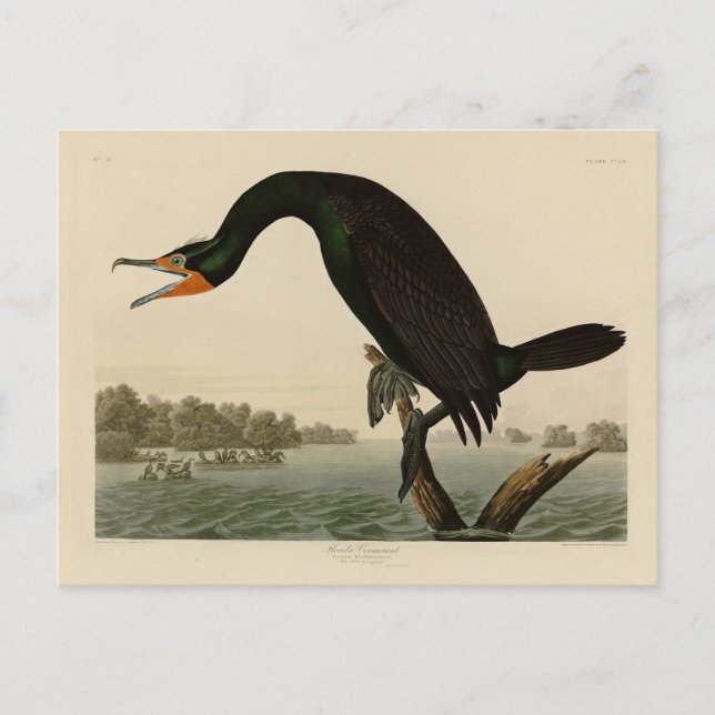 Carte Postale Florida Cormorant de Audubon's Birds of America (Devant)