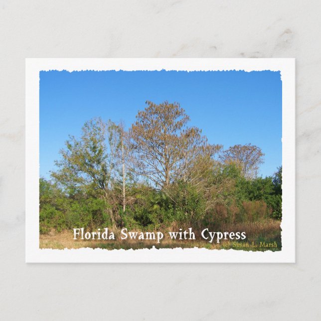 Carte Postale Florida Cypress Marécage avec ciel bleu (Devant)