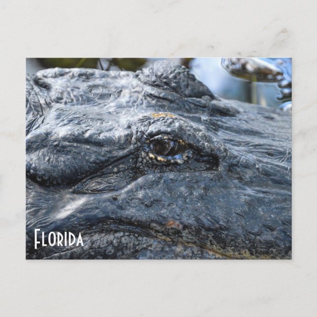 Carte postale Florida Gator (Devant)