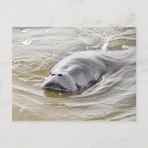 Carte postale Florida Manatee Ormond Beach
