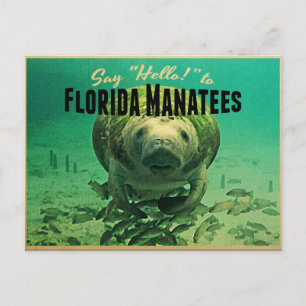 Carte Postale Florida Manatees