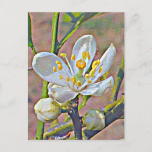 Carte Postale Florida Orange Blossom