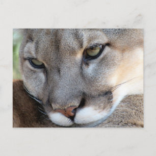 Carte postale Florida Panther (4071)