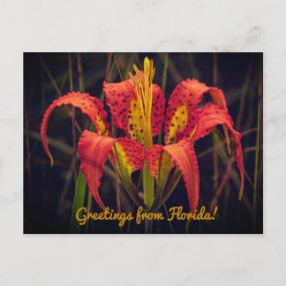 Carte Postale Florida Pine Lily Postcard