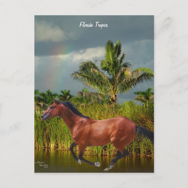 Carte postale Florida Rainbow Horse Palm Tree (Devant)