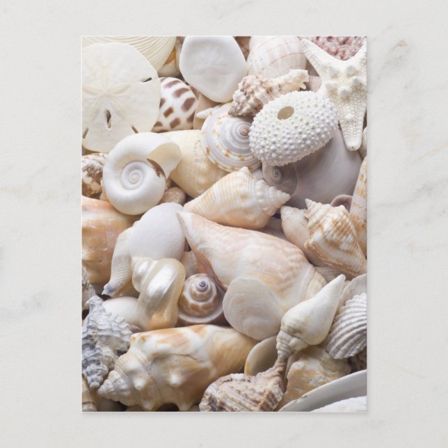Carte Postale Florida Sea Shell Arrière - plan - Beach Shells Cu (Devant)