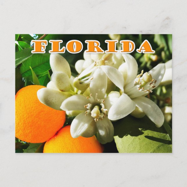Carte Postale Florida State Flower : La Blossom Orange (Devant)