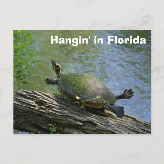 Carte postale Florida Turtle (Devant)