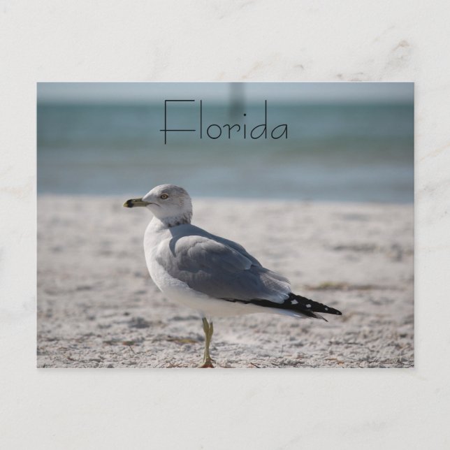 Carte Postale Floride (Devant)
