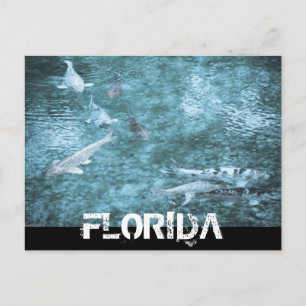 CARTE POSTALE FLORIDE