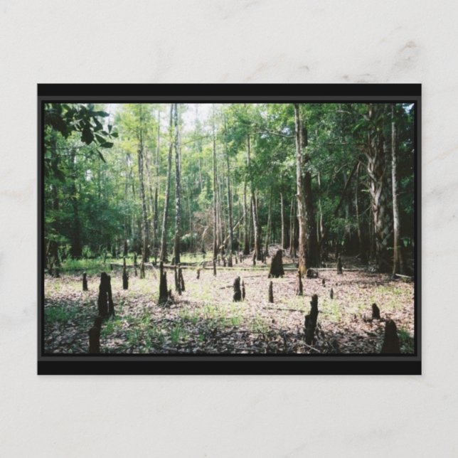 Carte postale Floride (Devant)