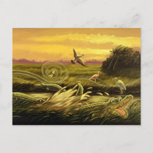 Carte postale Floride Alligators