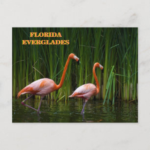 CARTE POSTALE FLORIDE EVERGLADES