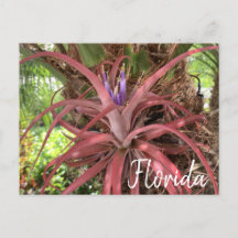 Carte postale Floride Exotic Flower Air Plante