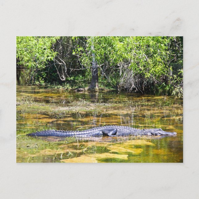 Carte Postale Floride Gator (Devant)