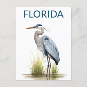 Carte Postale Floride Great Blue Heron Voyage d'oiseaux
