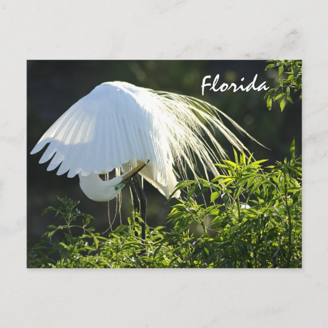 Carte Postale Floride Great White Egret (Devant)