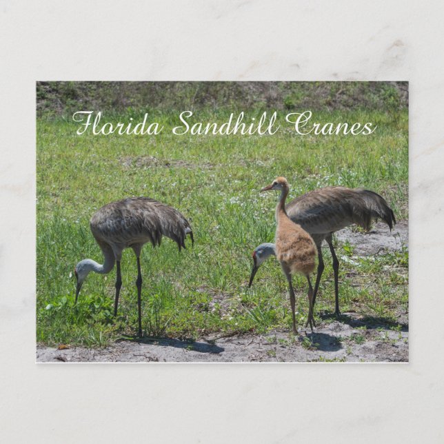 Carte Postale Floride Grues Sandhill Famille Nature Photo (Devant)