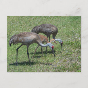 Carte Postale Floride Grues Sandhill Marcher Dans Le Terrain Ver