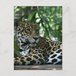 Carte Postale Floride Jaguar regarder en arrière couché