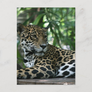 Carte Postale Floride Jaguar regarder en arrière couché
